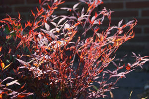 Picture of Nandina
